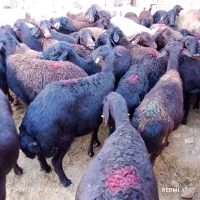 ۲۶عدد میش افشار قره قزل همه ششگ وچهار دندون