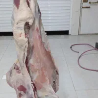 ذبح گاو گوسفند بصورت شرعی و بهداشت|خدمات پذیرایی، مراسم|اردبیل, |دیوار