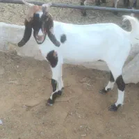 کهره کولار پاکستانی|حیوانات مزرعه|شیراز, ظفرآباد|دیوار