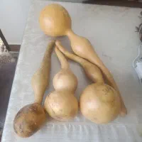 کدو تزئینی