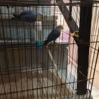 یک جفت طوطی برزیلی با جوجه|پرنده|محمدشهر, کوی بهار|دیوار