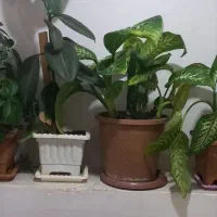 تعدادی گل و گیاه