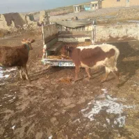 ۲راس گوساله ماده چاق