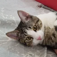 واگذاری گربه|گربه|رشت, نیکمرام|دیوار