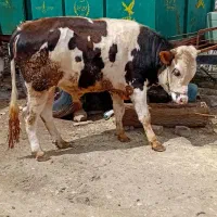 گاو نر سیمینتال