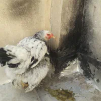 مرغ برهما|حیوانات مزرعه|قم, کلهری|دیوار