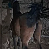 اسب خوب و قشنگ