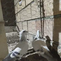 شامی کاکلی|پرنده|سبزوار, قصبه اب یمین|دیوار