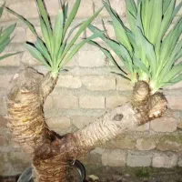 گل یوکا تنه دار
