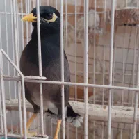 سخنگو|پرنده|یزد, |دیوار