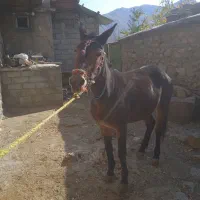 قاطر|حیوانات مزرعه|بانه, |دیوار