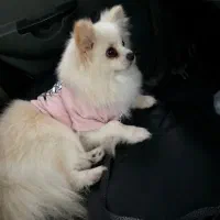 پامرعروسکی