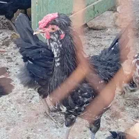 جوجه،مرغ،خروس