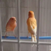 قناری ردفاکتور ماده