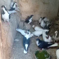 کبوتر رنگی|پرنده|خرمدشت, |دیوار