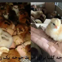 جوجه مرغ رنگی ومحلی