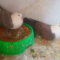 جفت کبوتر مخمل الماسی و طافته ای کلکسیونی معاوضه