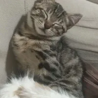 واگذاری رایگان گربه