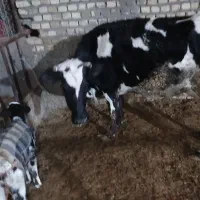 گاو و گوساله|حیوانات مزرعه|رامند, |دیوار