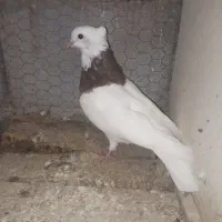 ۳تا طوقی|حیوانات|بجنورد, |دیوار