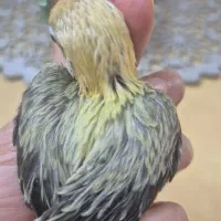 جوجه سرلاکی نژاد یووینگ طوطی کوتوله برزیلی