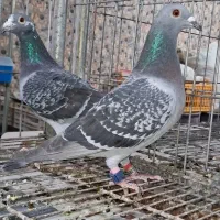 ماده عربستان ماله مسابقه سکاکا