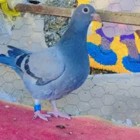 جوجه پلاکی ،کفتر،یا همون کبوتر،مسافتی|پرنده|چالوس, |دیوار