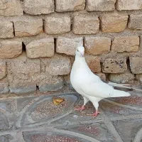 200 پرشی|پرنده|قوچان, |دیوار