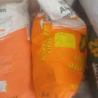 فروش ویژه بذر ذرت علوفه با قیمت و کیفیت|عمدهفروشی|سبزوار, هویزه|دیوار