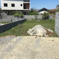 فروش 195 متر زمین خوشقواره در چالوس