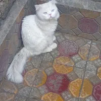 گربه|گربه|بوکان, |دیوار