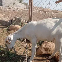 ۸۰۰۰۰۰۰۰۰|حیوانات مزرعه|شمیل, |دیوار