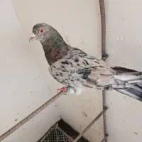 سار سرور قلدور|پرنده|مشهد, بهاران|دیوار