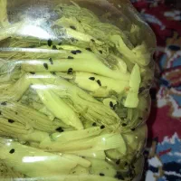 ترشی بیلهر