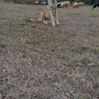 سگ سراب ۶ ماه