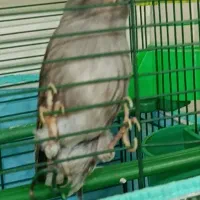 قناری طوسی نر آواز خون هیکل قدبلند آماده جفت گیری