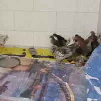 مرغ و خروس سالم و سرحال واکسن زده|حیوانات مزرعه|اهواز, کوی مندلی(سه راه خرمشهر)|دیوار