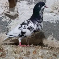 کبوتر یال گلدار