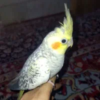 عروس هلندی نر دوماهه