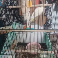 عروس هلندی جفت وبا۵تاتخم ویک جوجه