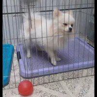 پامرین نر،دوساله|سگ|اصفهان, قائمیه|دیوار