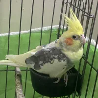 عروس هلندی نر|پرنده|ساوه, |دیوار