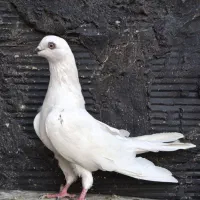 کفتر