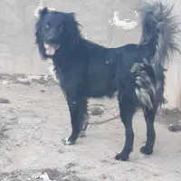 حهت واگزاری
