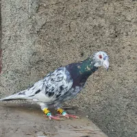 سار درجه یک