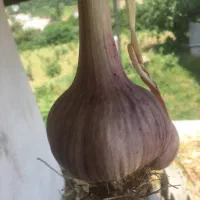 سیر محلی درجه یک