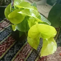 ارتشی پر|گل و گیاه طبیعی|کرج, گلشهر|دیوار
