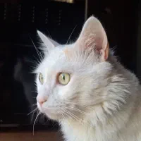 گربه گمشده|حیوانات|رشت, صفاری|دیوار