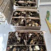 جوجه یک روزه اردک پکنی و گلپایگانی|حیوانات مزرعه|آمل, |دیوار