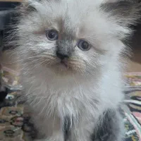 گربه بلوپوینت(هیمالین)